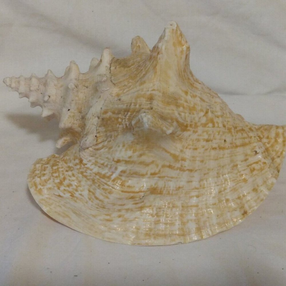 Large Natural Queen Conch Sea Shell Horned Beach Décor 9.5" x 8" Vtg Nautical